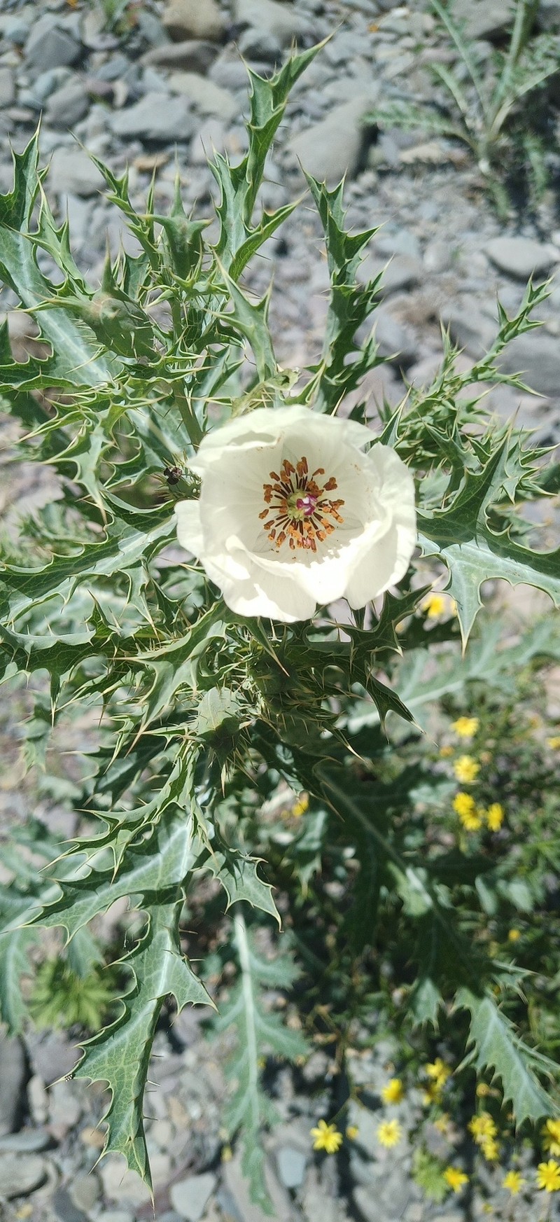Argemone burkartii photo 8