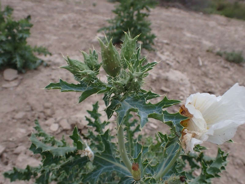 Chisos Mountain Pricklypoppy