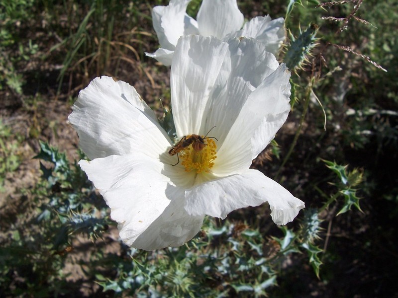 Chisos Mountain Pricklypoppy photo 2