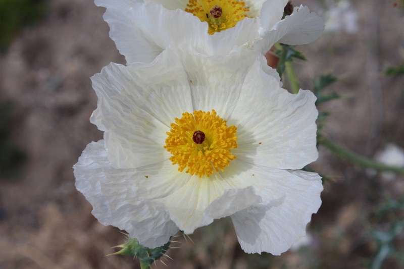 Chisos Mountain Pricklypoppy photo 3