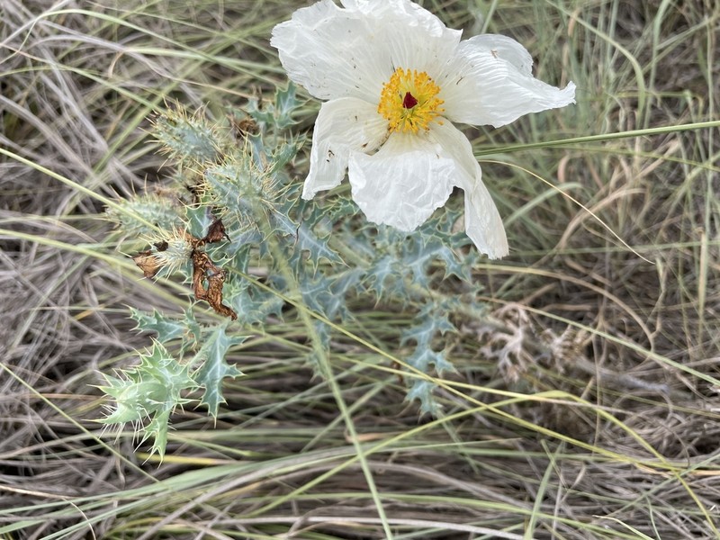 Chisos Mountain Pricklypoppy photo 4