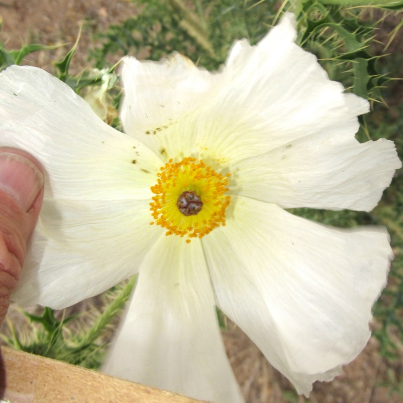 Chisos Mountain Pricklypoppy photo 5
