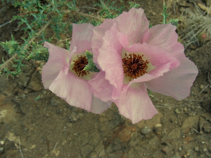 Chisos Mountain Pricklypoppy photo 6