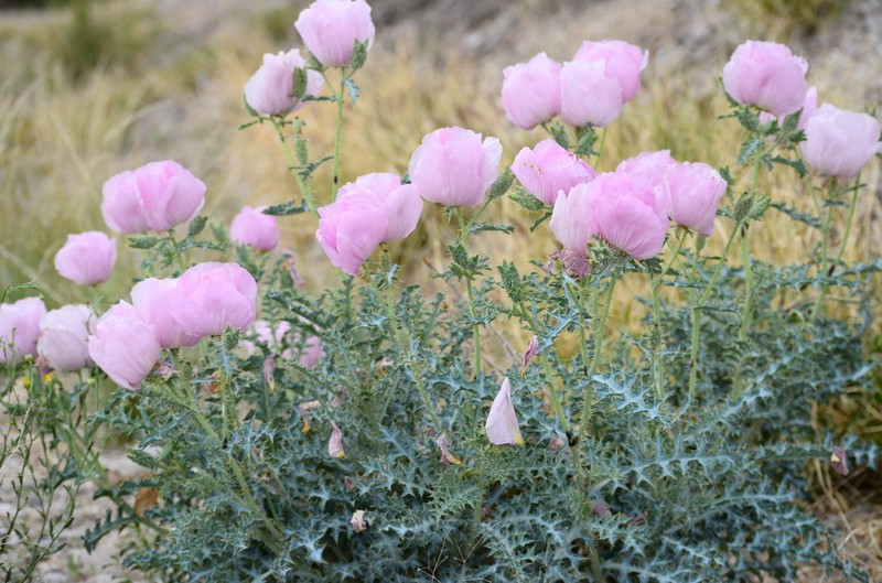 Chisos Mountain Pricklypoppy photo 7