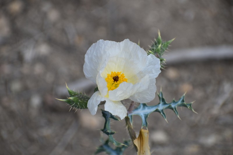 Chisos Mountain Pricklypoppy photo 8