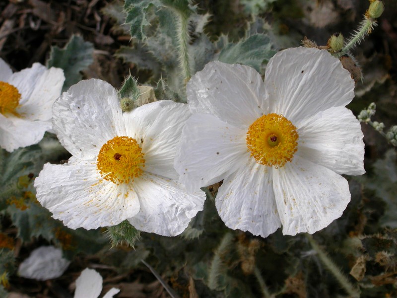 Mojave Pricklypoppy