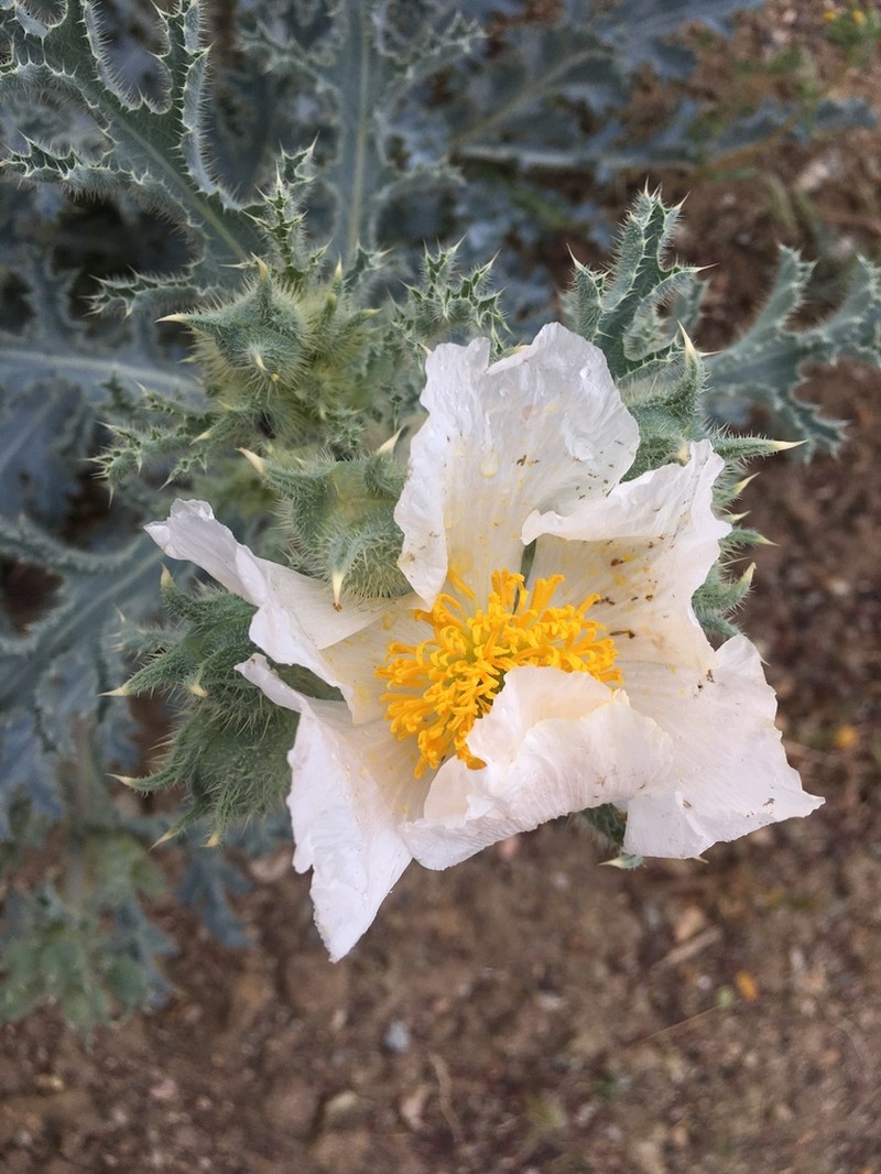 Mojave Pricklypoppy photo 2