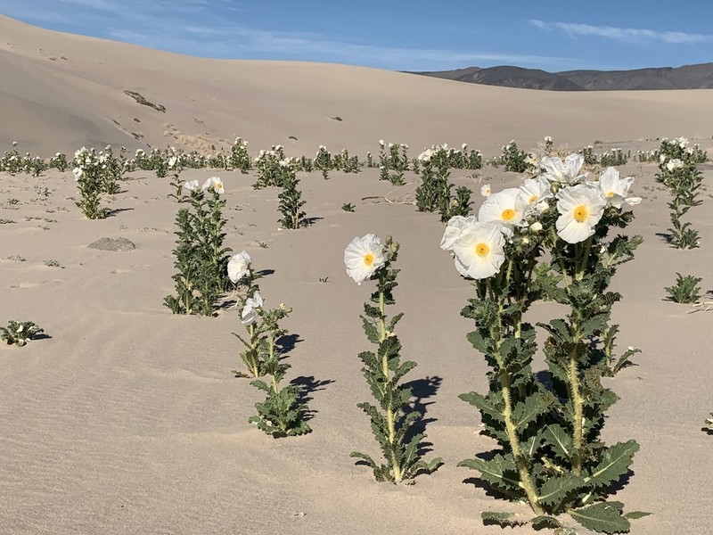 Mojave Pricklypoppy photo 3