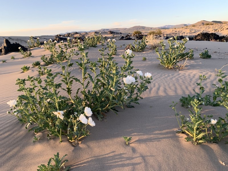 Mojave Pricklypoppy photo 4