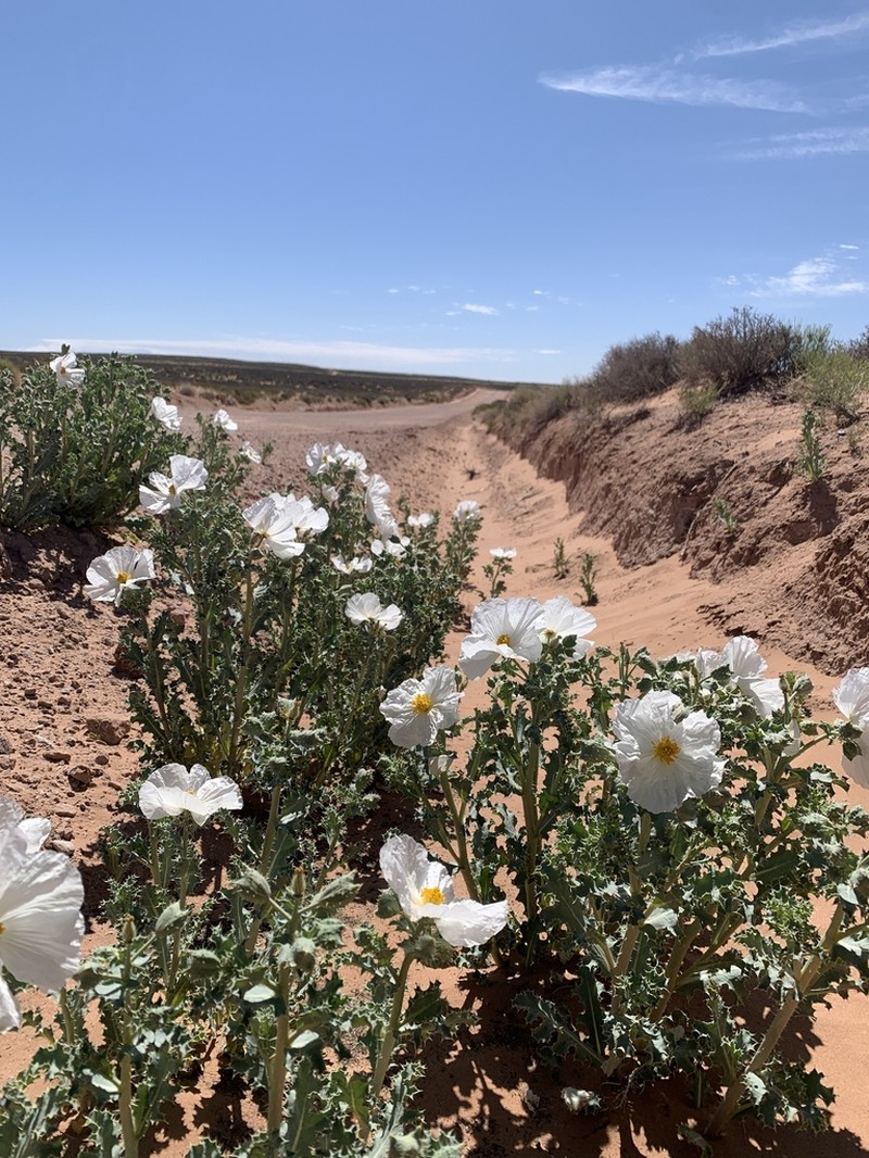 Mojave Pricklypoppy photo 5