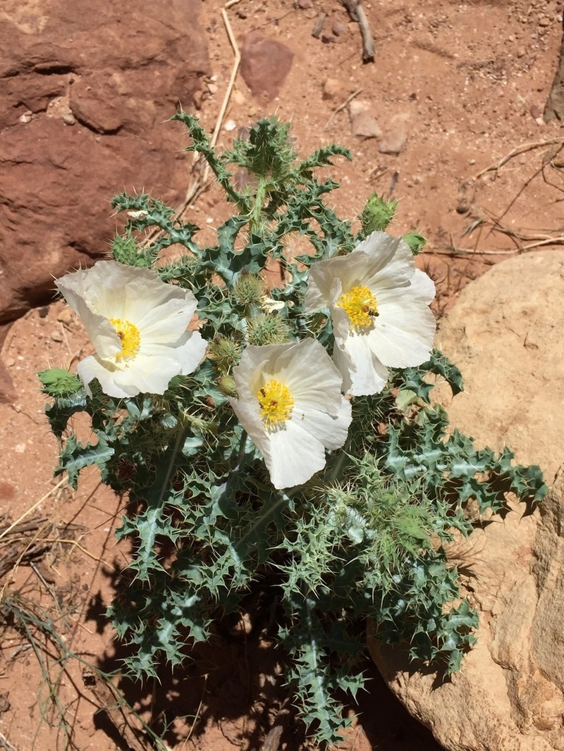 Mojave Pricklypoppy photo 6