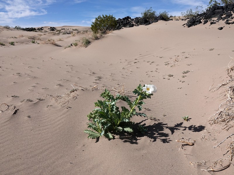 Mojave Pricklypoppy photo 7