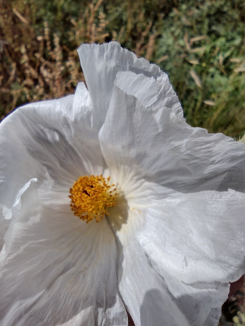 Argemone corymbosa subsp. arenicola photo 2