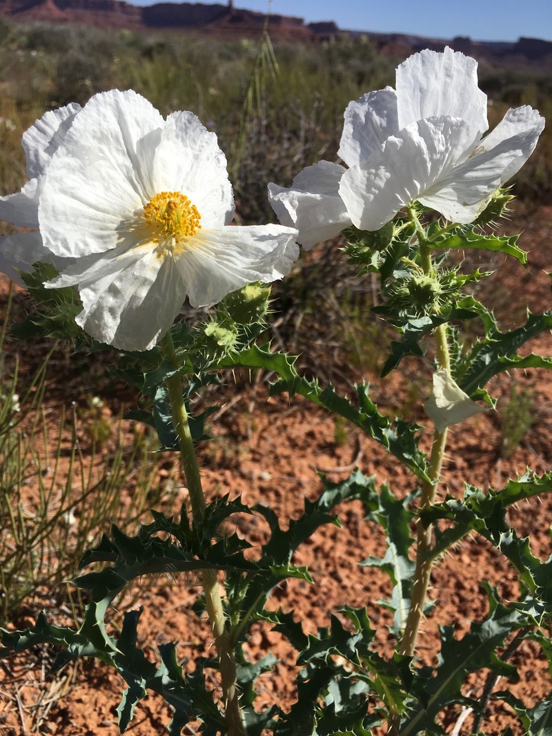 Argemone corymbosa subsp. arenicola photo 3
