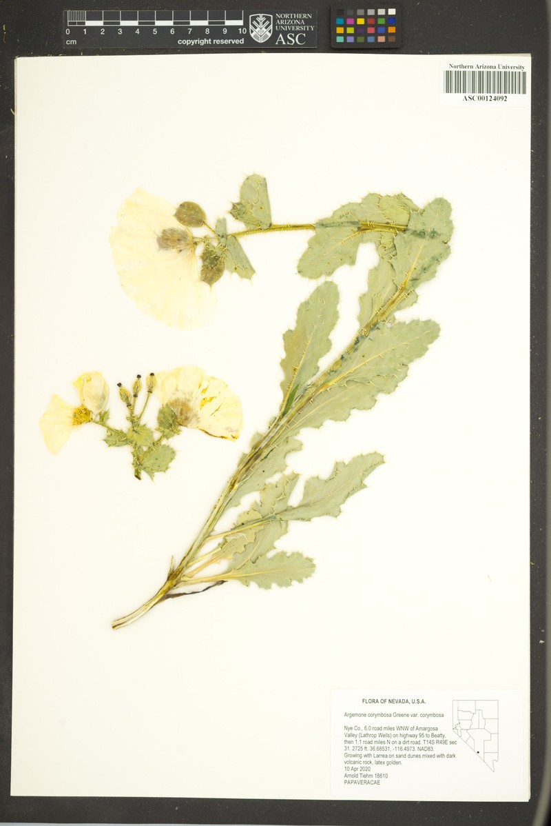 Argemone corymbosa subsp. corymbosa photo 3