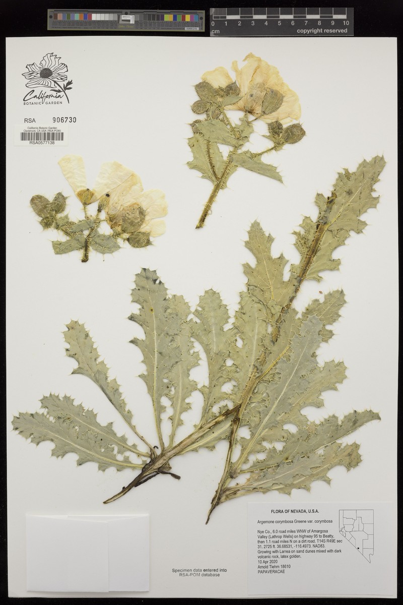 Argemone corymbosa subsp. corymbosa photo 4
