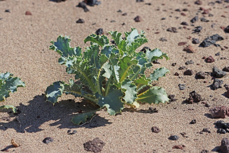 Argemone corymbosa subsp. corymbosa