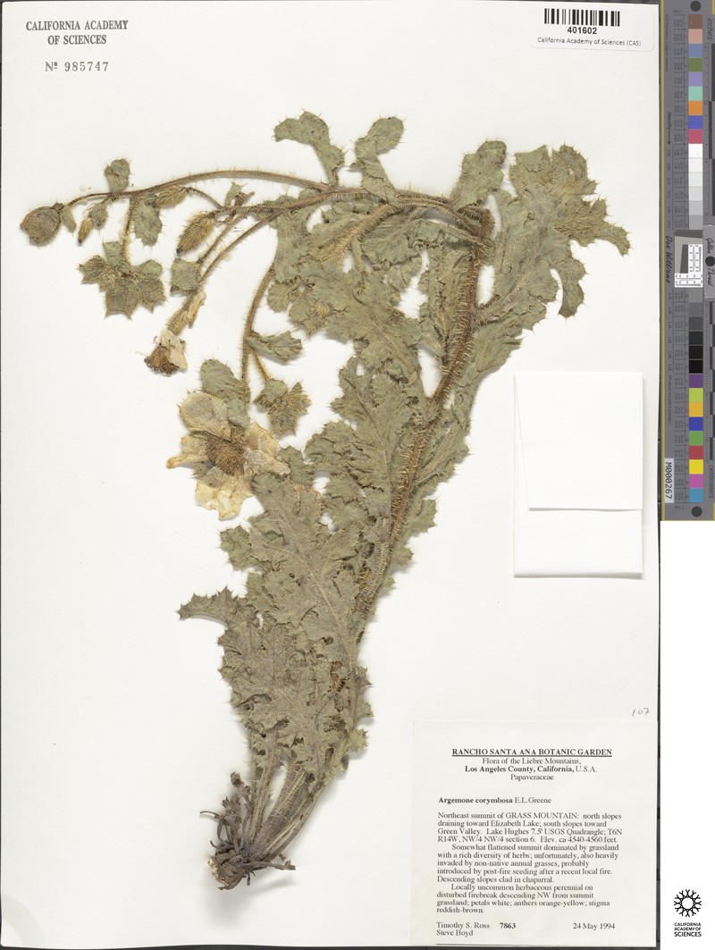 Argemone corymbosa subsp. corymbosa photo 2