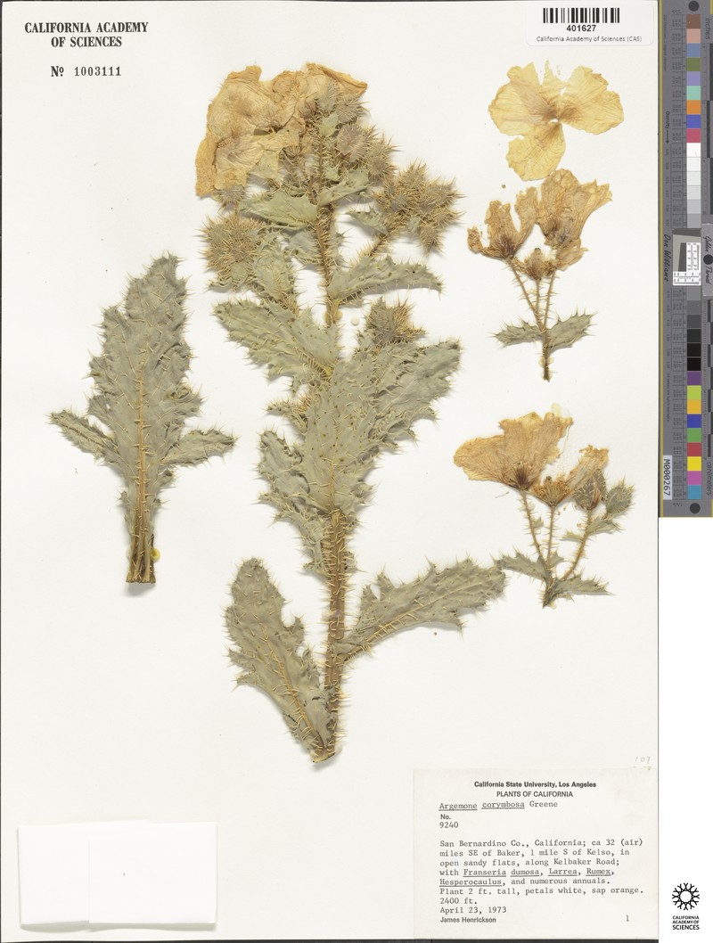 Argemone corymbosa subsp. corymbosa photo 3