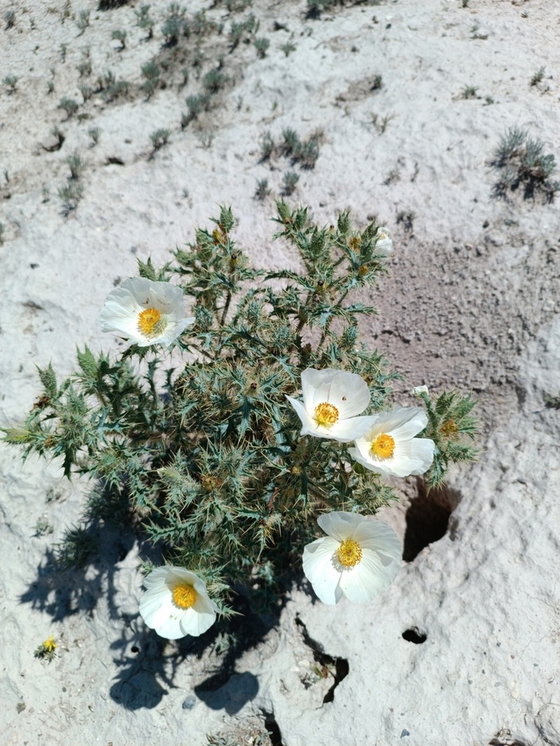 Argemone echinata
