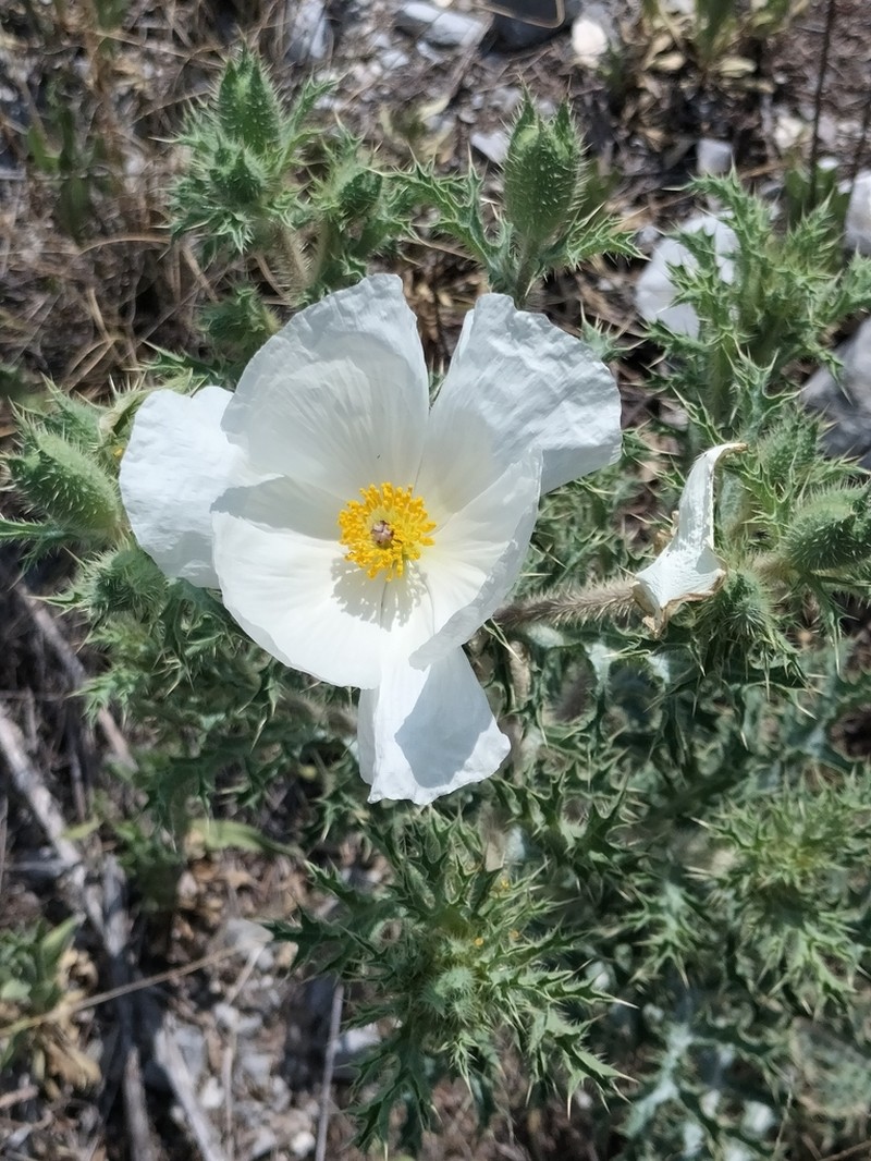 Argemone echinata photo 2