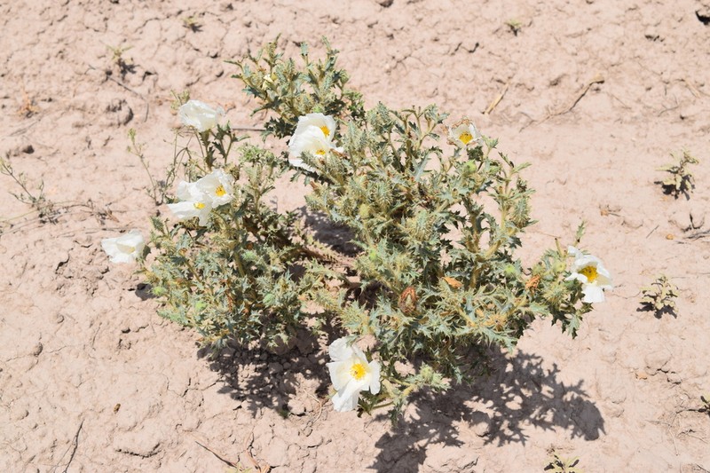 Argemone echinata photo 3