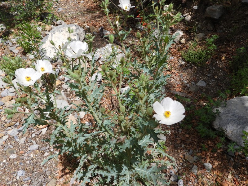 Argemone echinata photo 4