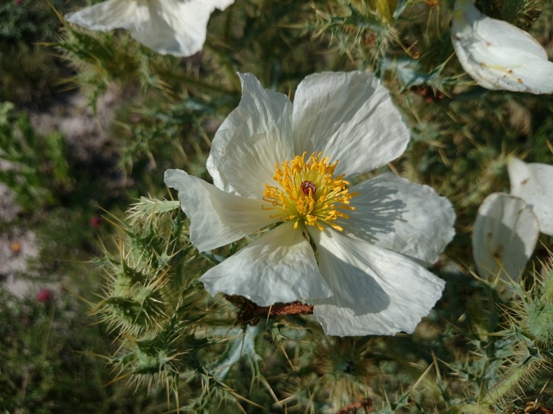 Argemone echinata photo 5