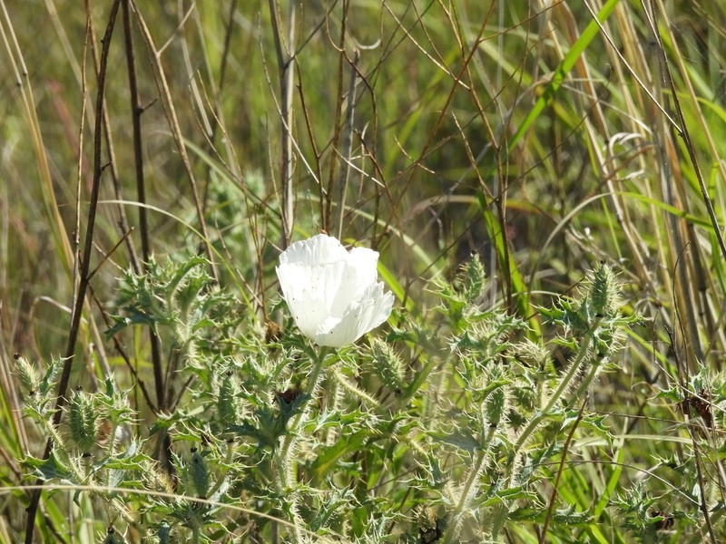Argemone echinata photo 6