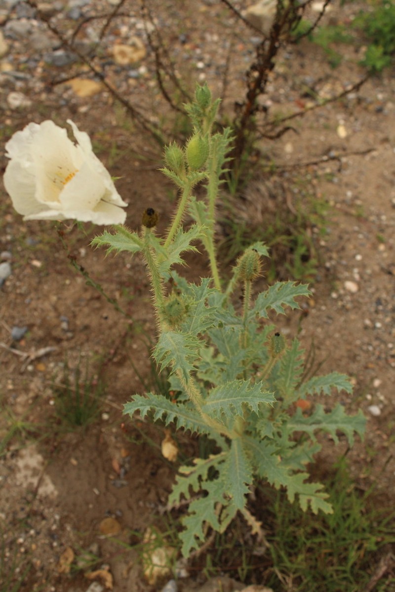 Argemone echinata photo 8
