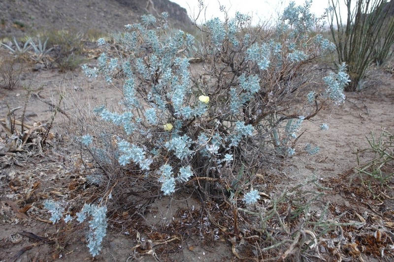 Argemone fruticosa