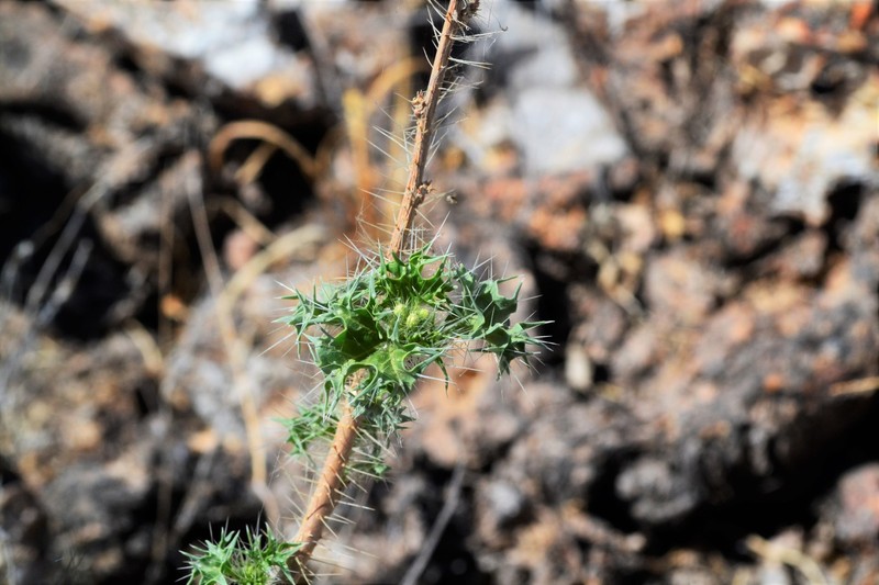 Argemone fruticosa photo 3