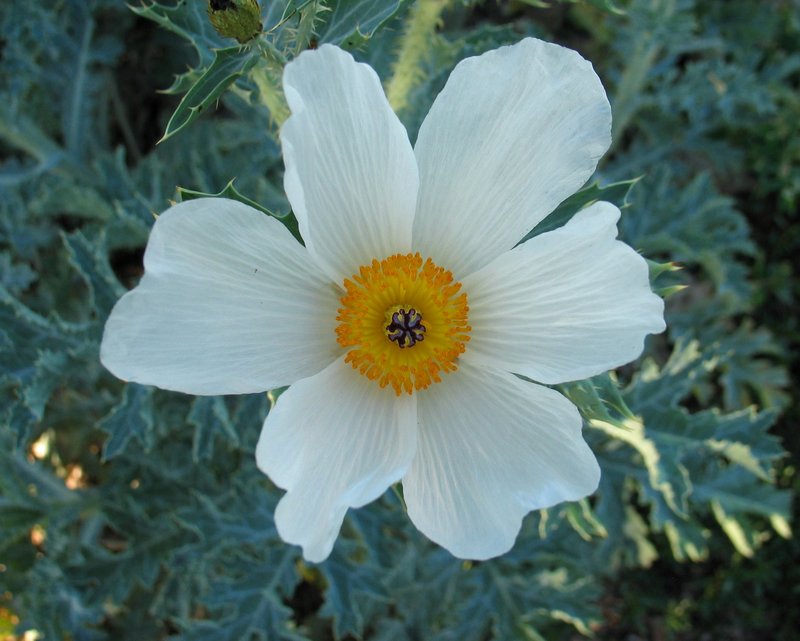 Smooth Pricklypoppy
