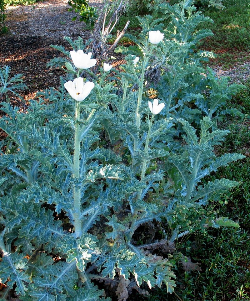 Smooth Pricklypoppy photo 4