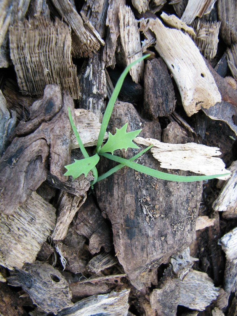 Smooth Pricklypoppy photo 2