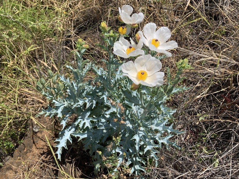 Smooth Pricklypoppy photo 6