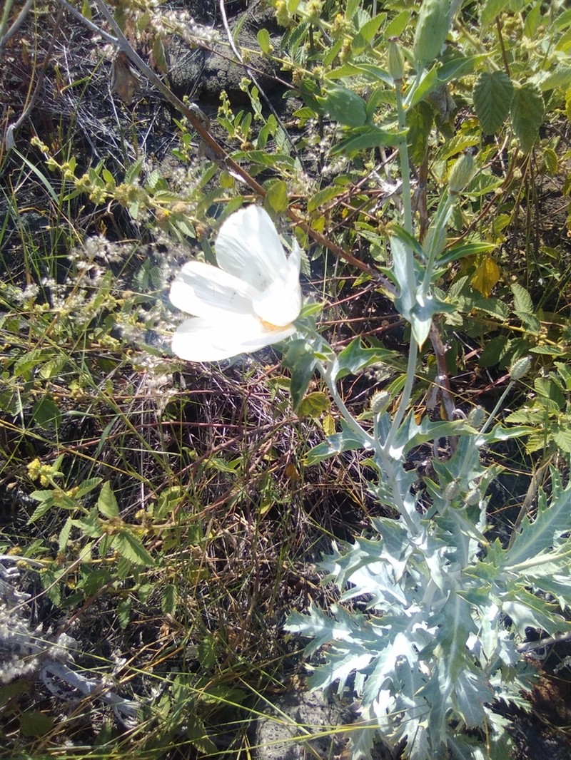 Smooth Pricklypoppy photo 7