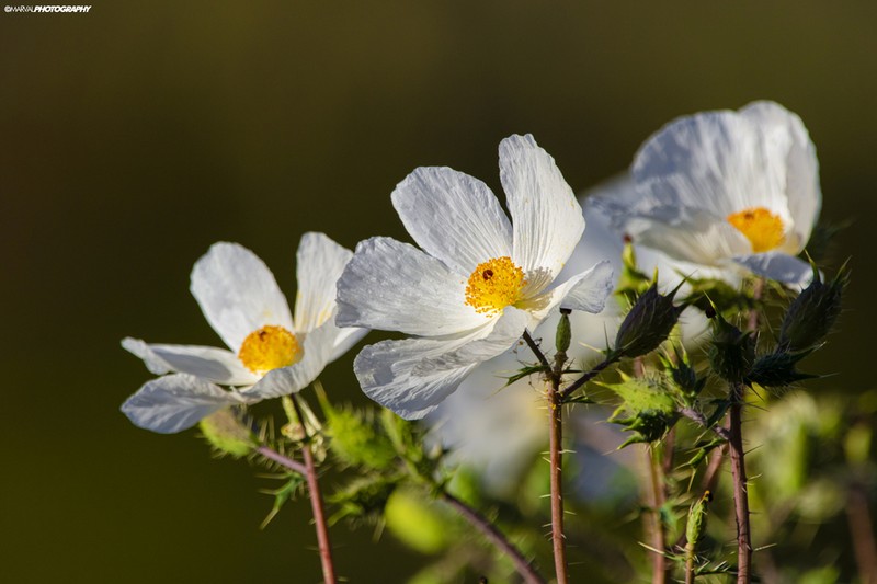 Sonoran Pricklypoppy