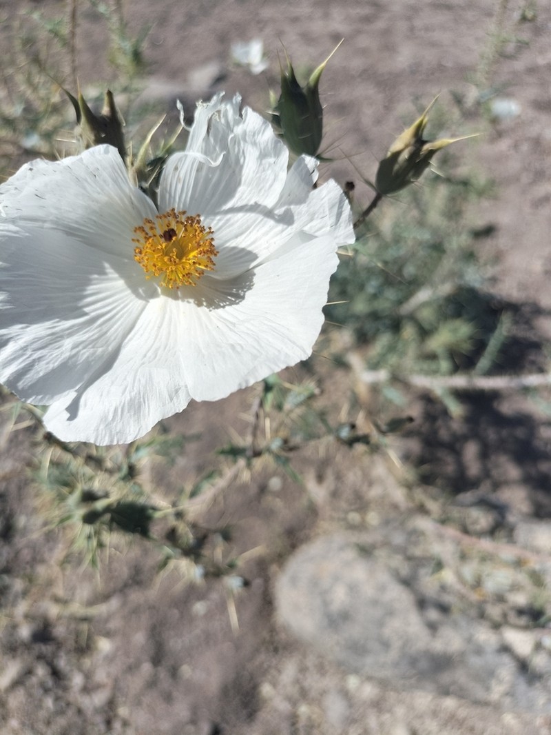 Sonoran Pricklypoppy photo 2
