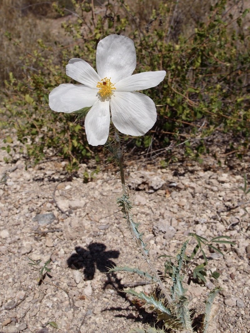 Sonoran Pricklypoppy photo 3