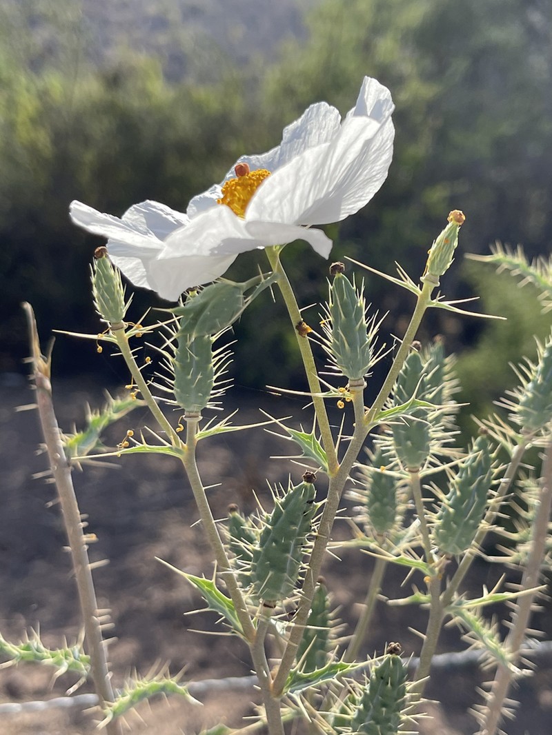 Sonoran Pricklypoppy photo 4