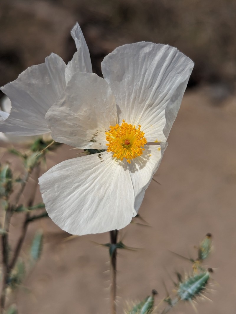 Sonoran Pricklypoppy photo 5