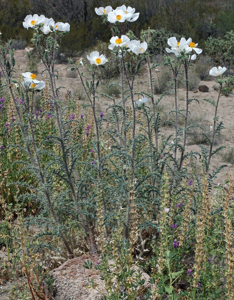 Sonoran Pricklypoppy photo 6