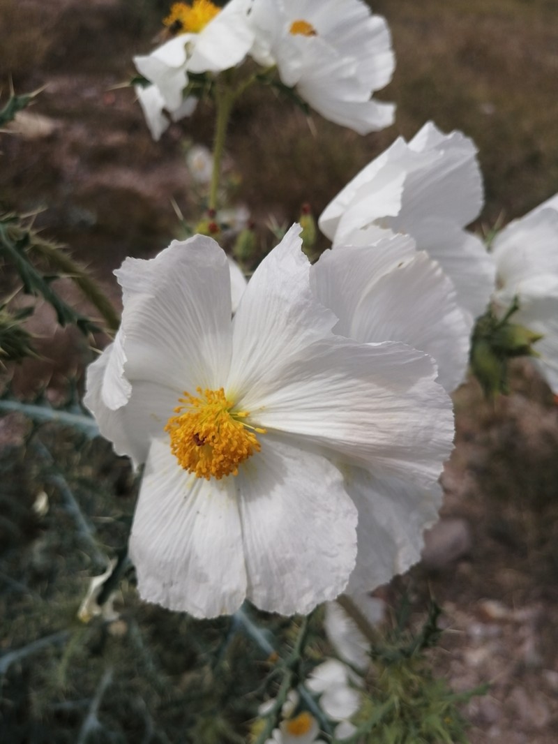 Sonoran Pricklypoppy photo 7