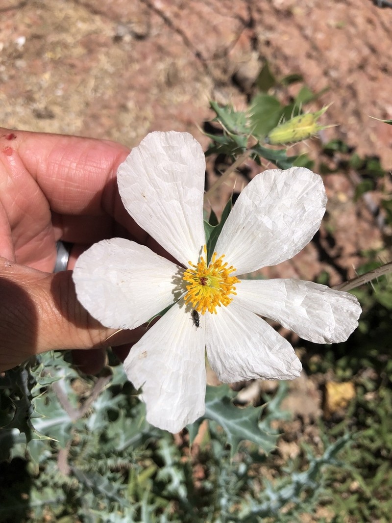 Sonoran Pricklypoppy photo 8