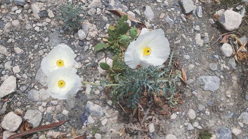 Argemone grandiflora