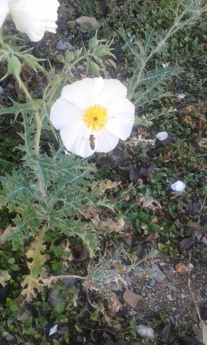 Argemone grandiflora photo 2