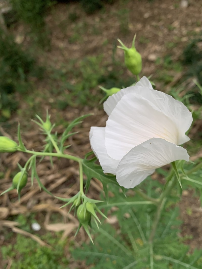Argemone grandiflora photo 3