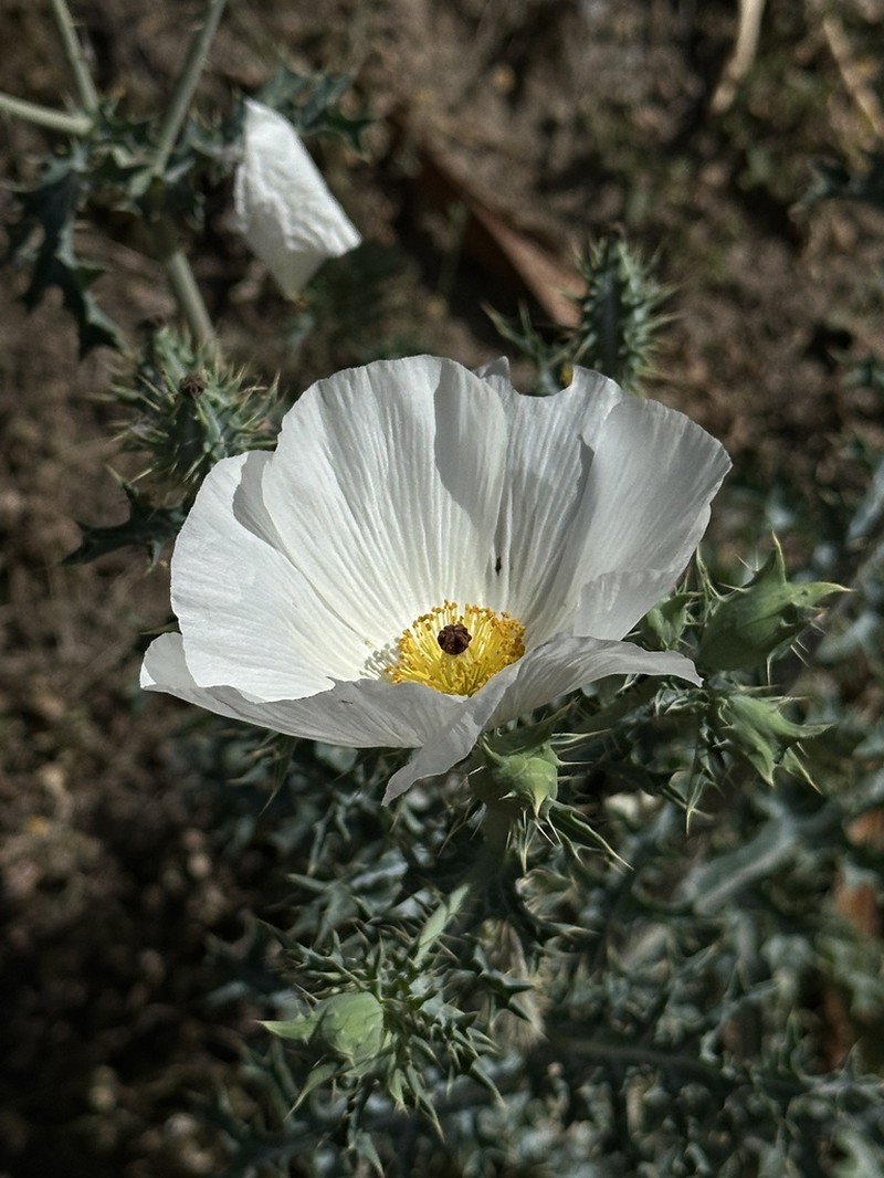 Argemone grandiflora photo 4