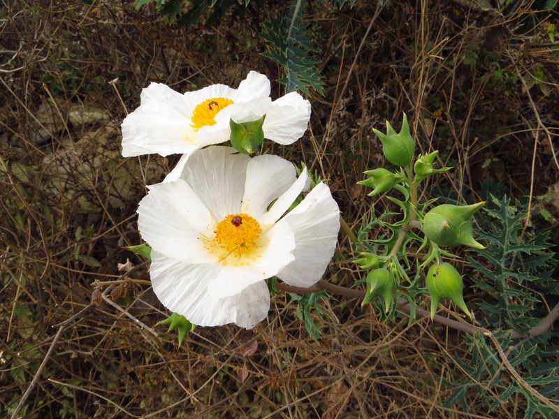 Argemone grandiflora photo 5
